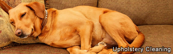 Summit Cleaning Services of Carson City - Area Rug Cleaning - Carson City Rug Cleaning Plant